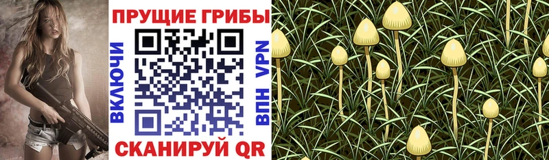 Галлюциногенные грибы MAGIC MUSHROOMS  MEGA зеркало  Вилючинск 